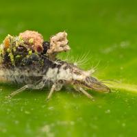 Lacewing Larva 